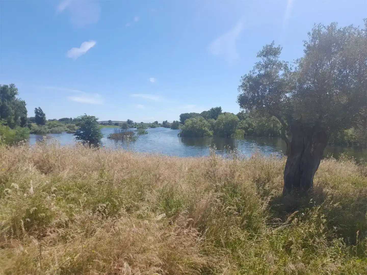 Terreno en venta en Casillas de Coria