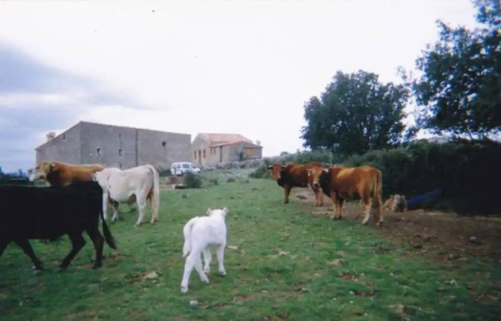 Casa o chalet en venta en N/A, -1, Llucena / Lucena del Cid