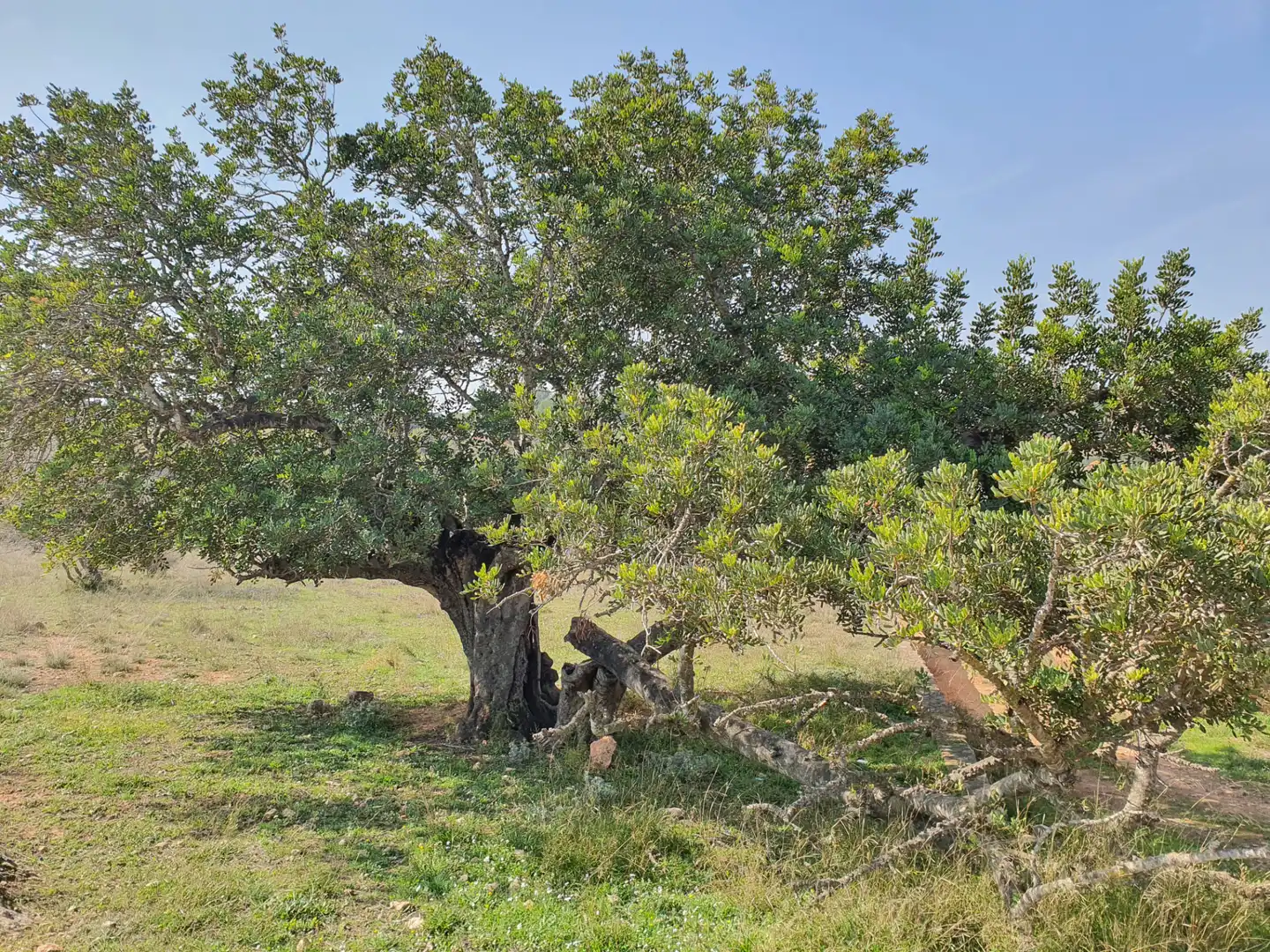 Terreno rustico in vendita a Segorbe, imagen 45