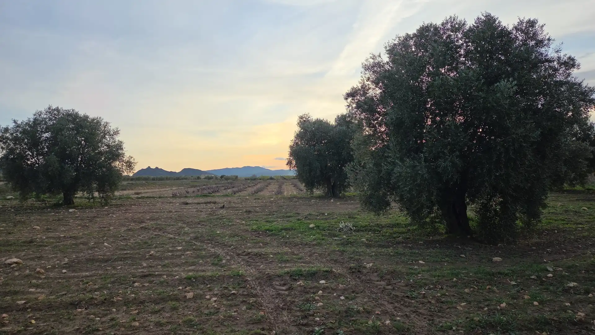 Terreny residencial en venda a Jumilla, imagen 7