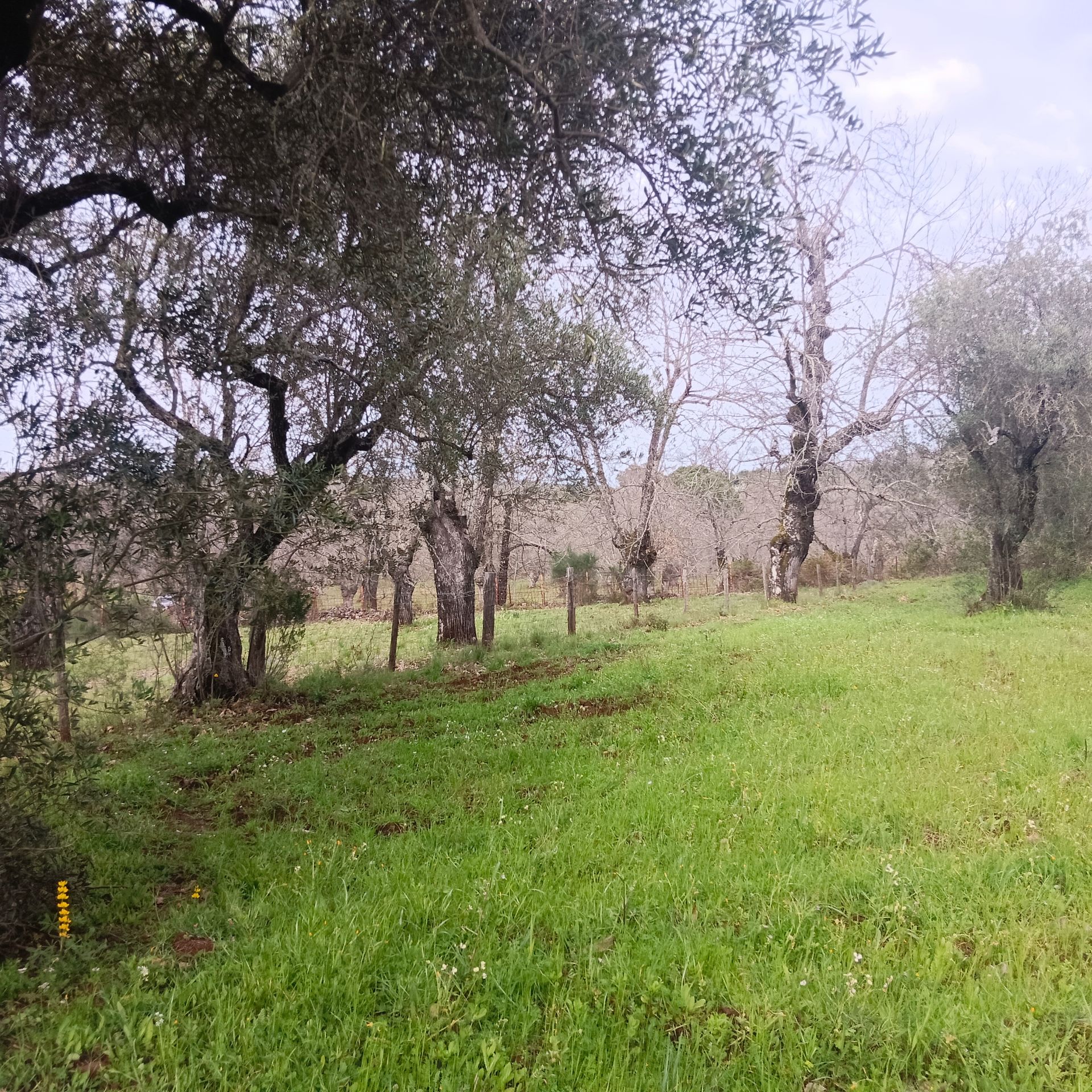 Terreny en venda en Aracena