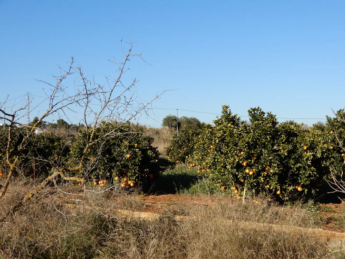 Terreny rústic en venda a La Xara - La Sella, imagen 4