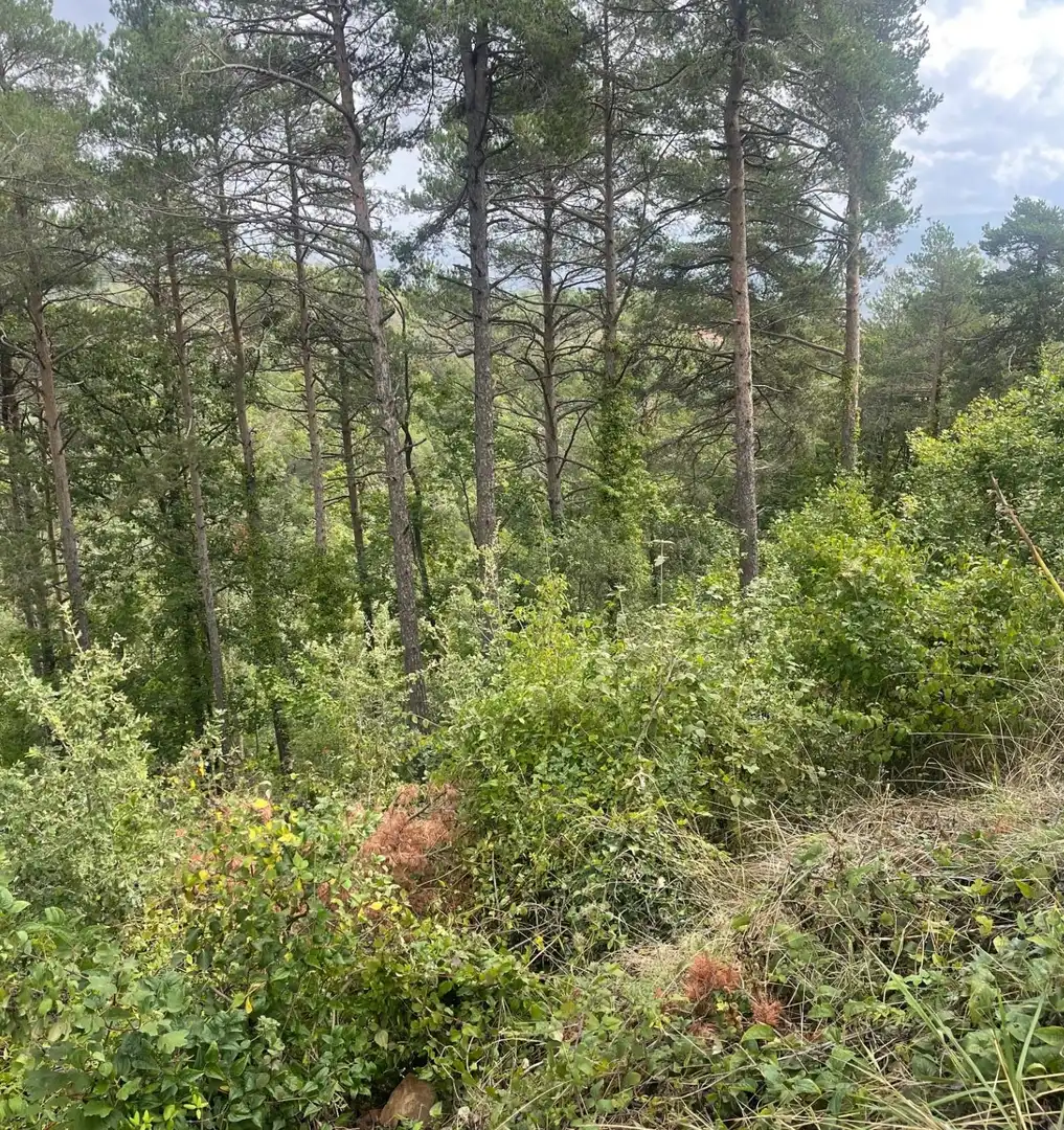 Residential land for sale in Muntanyola, imagen 2