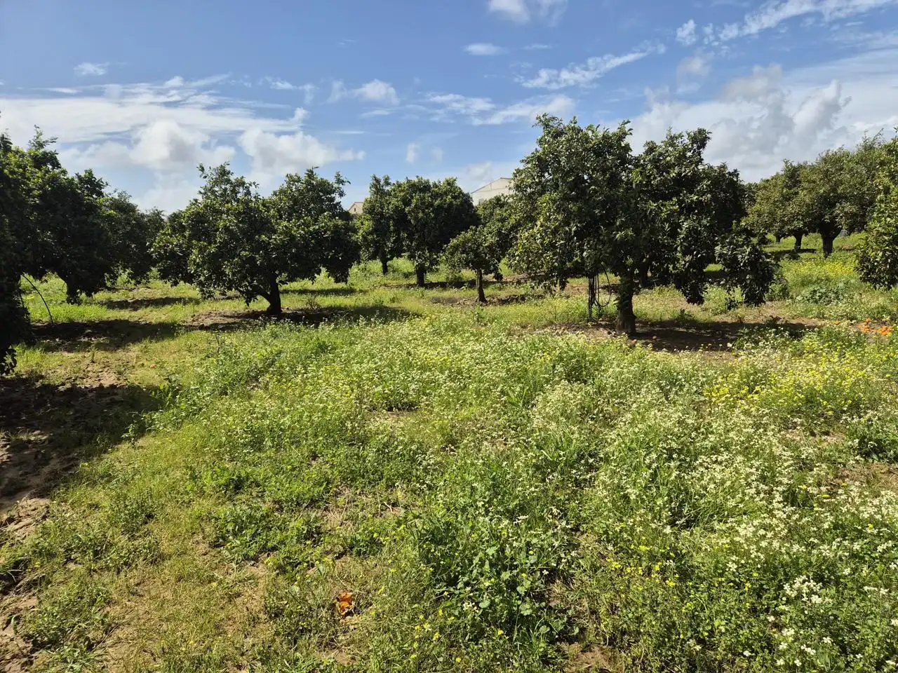 Casa o chalet en venta en Coria del Río