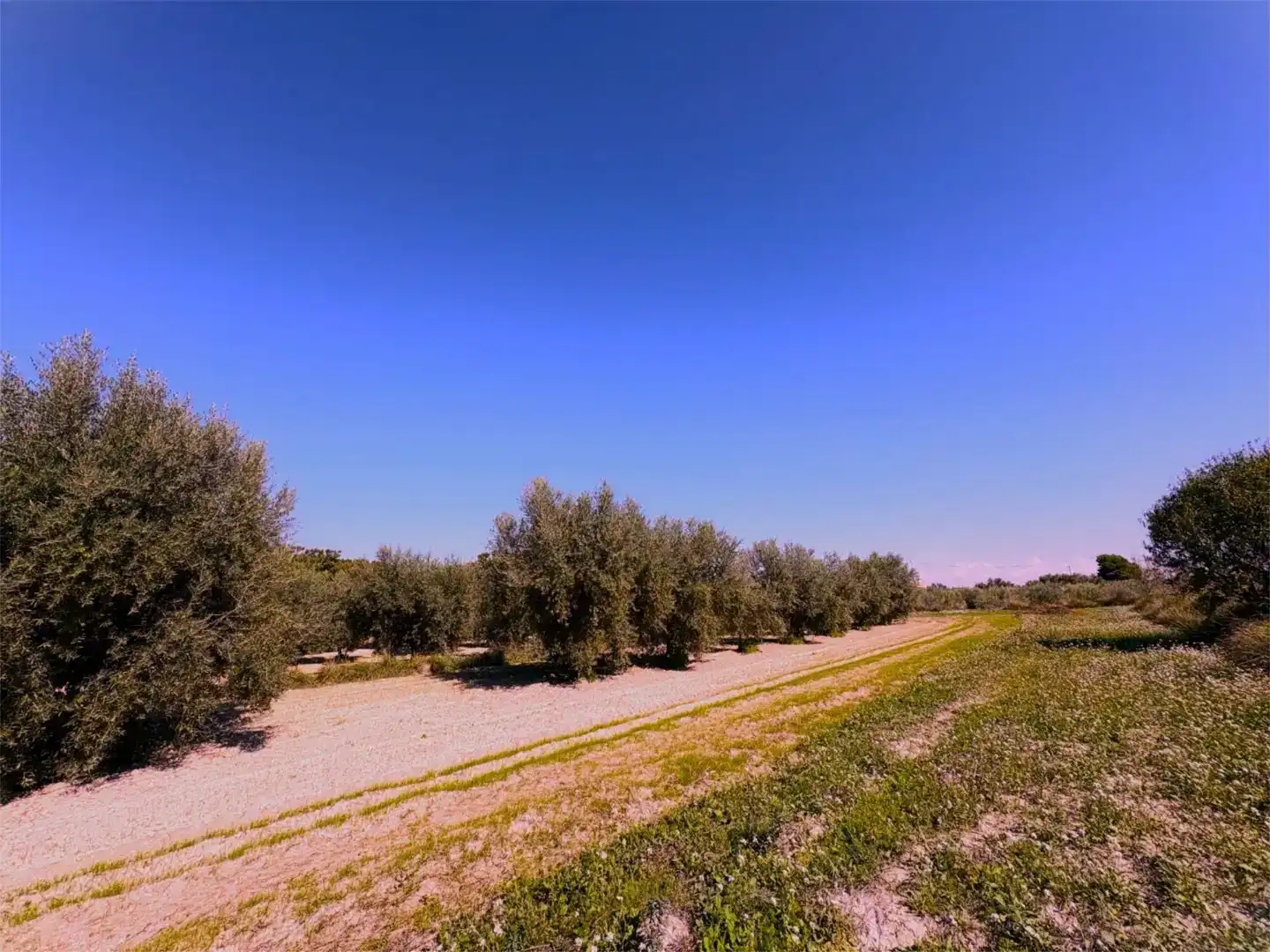 Finca rústica en venda a Camino Pieza de Navarro, 132, Moratalla