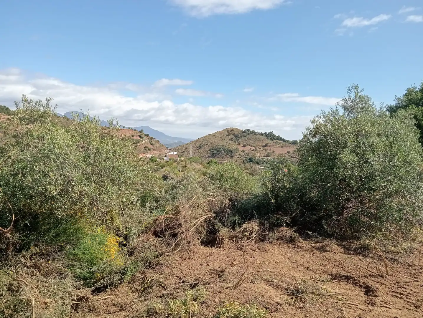 Terreno rustico in vendita a Monda, imagen 10