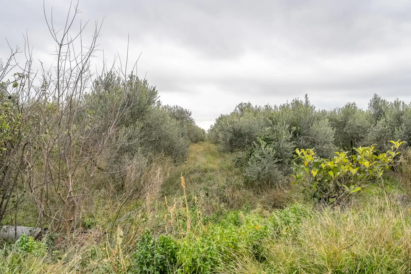 Casa rústica con jardín en venta en Riudoms, imagen 37