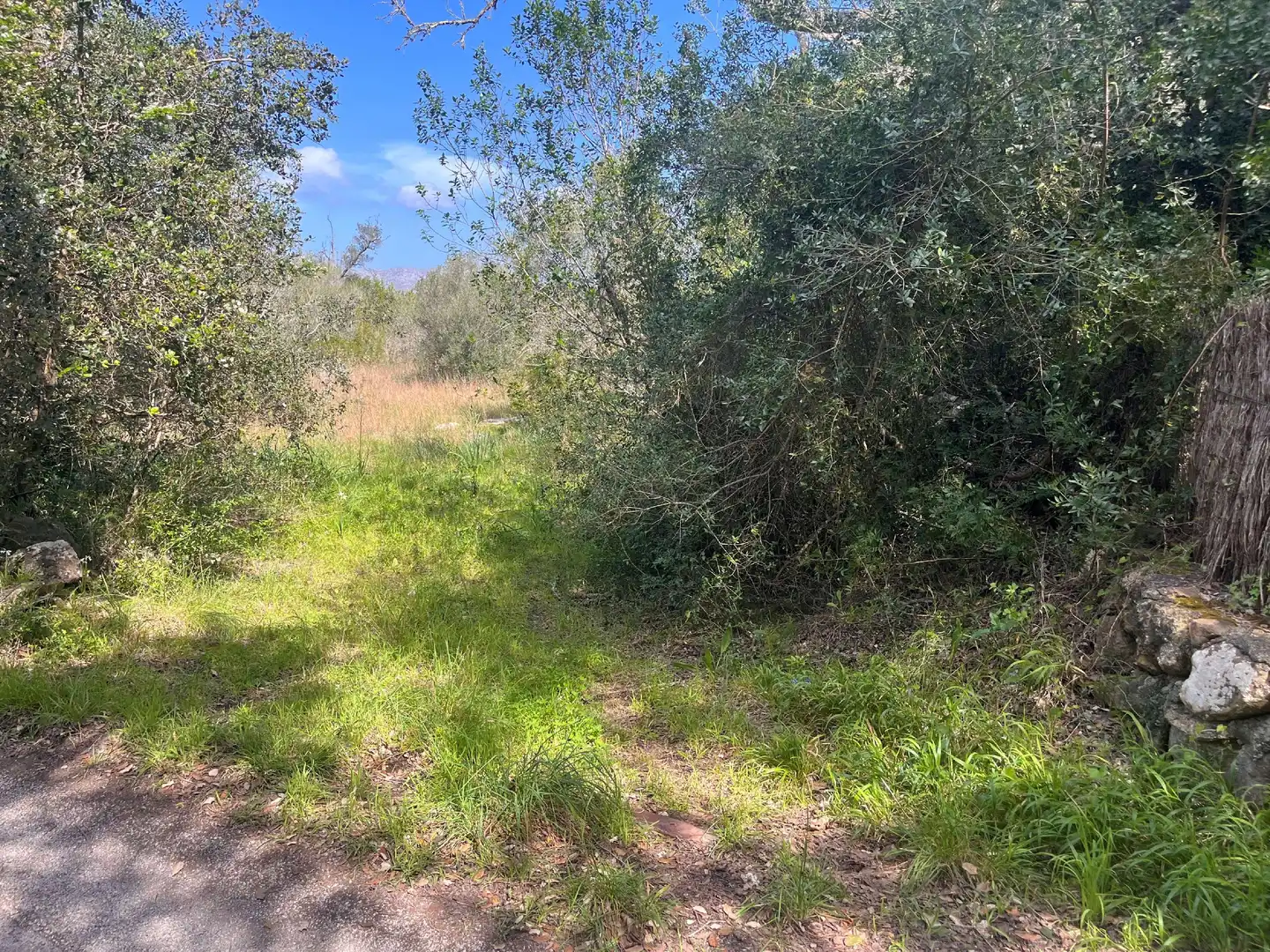 Terreno rustico in vendita a Pollença Poble, imagen 3