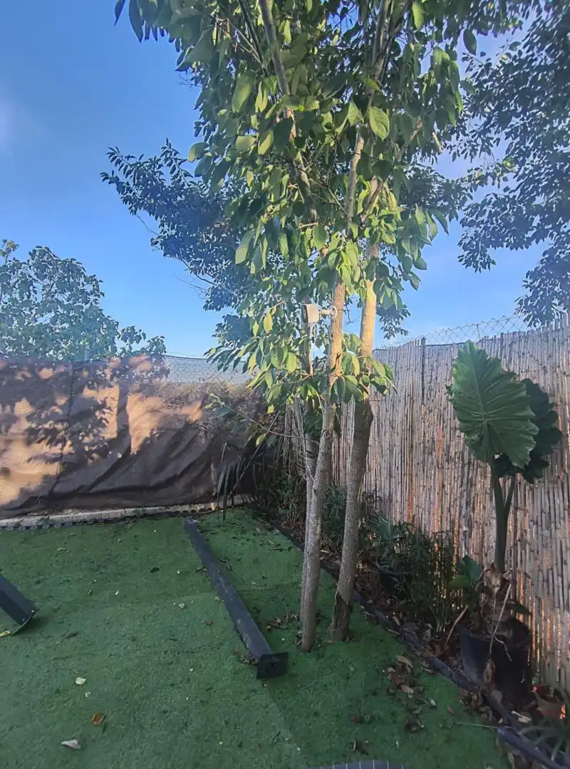 Jardí de Finca rústica en venda en Carcaixent amb Aire condicionat, Jardí privat i Terrassa
