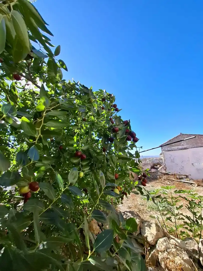 Terrenys i solars en venda a Medina Sidonia, imagen 16