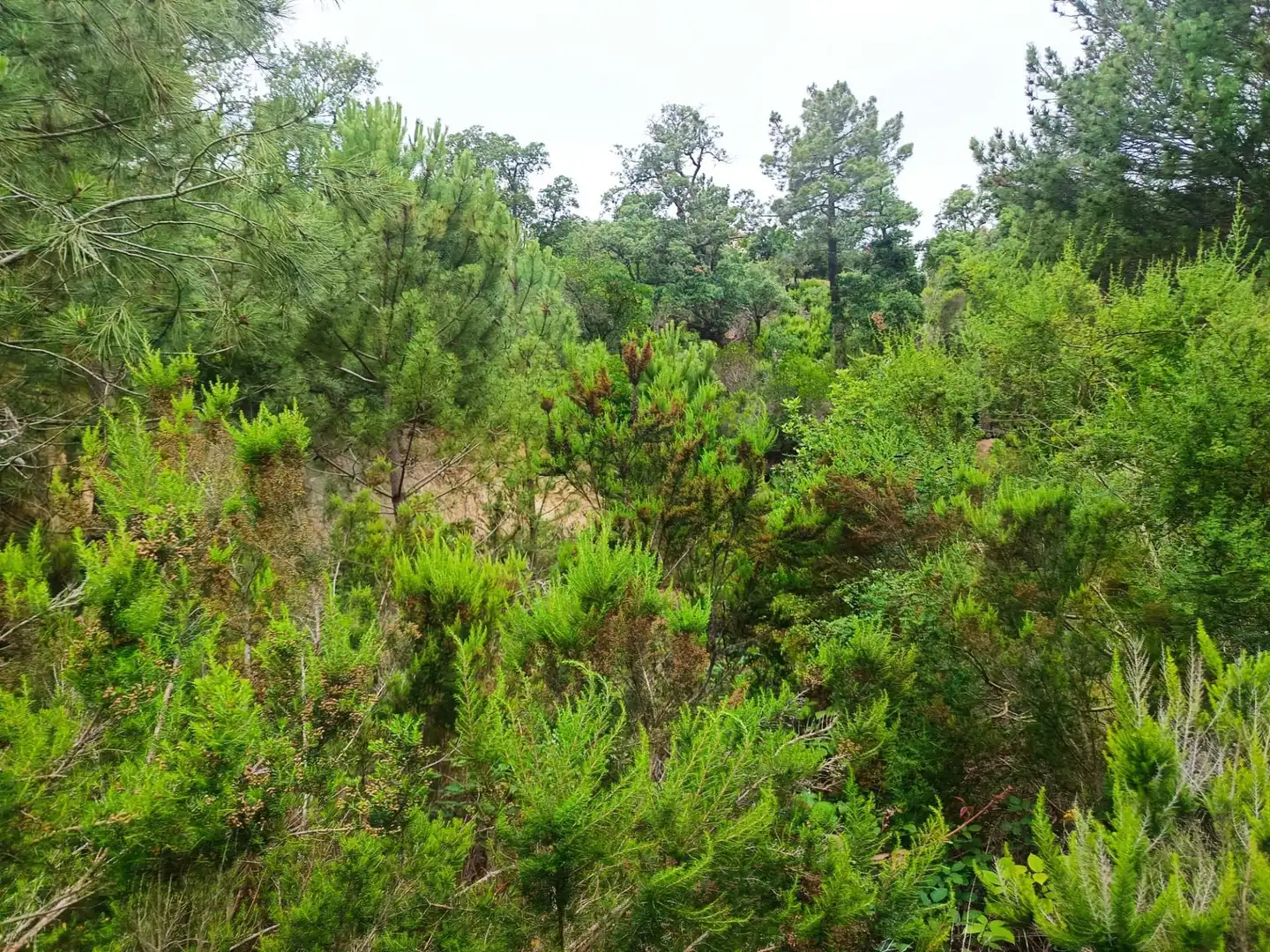 Lands and plots for sale in Llagostera, imagen 17