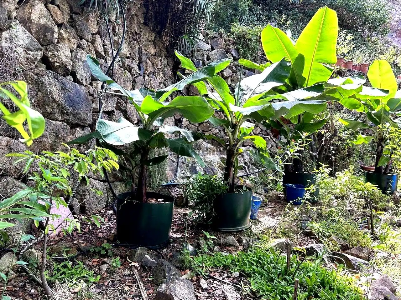 Vista exterior de Finca rústica en venta en Vallehermoso con Aire acondicionado, Calefacción y Jardín privado