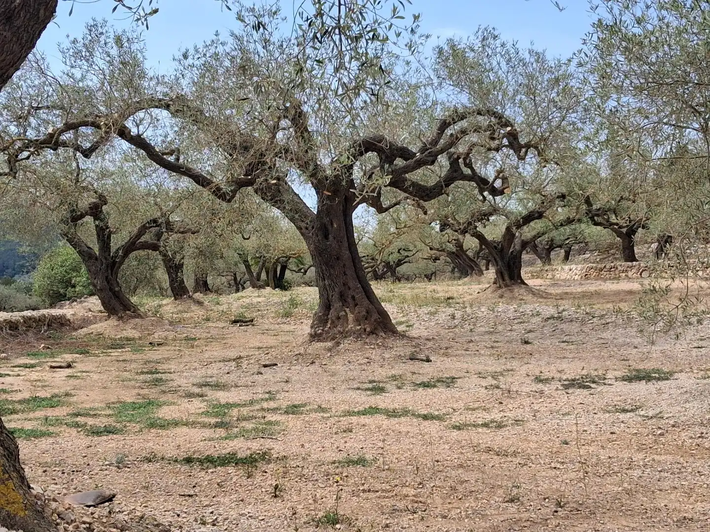 Terreno rustico in vendita a El Perelló, imagen 14