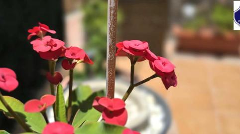 Photo 2 of House or chalet to rent in Playa del Inglés, San Bartolomé de Tirajana