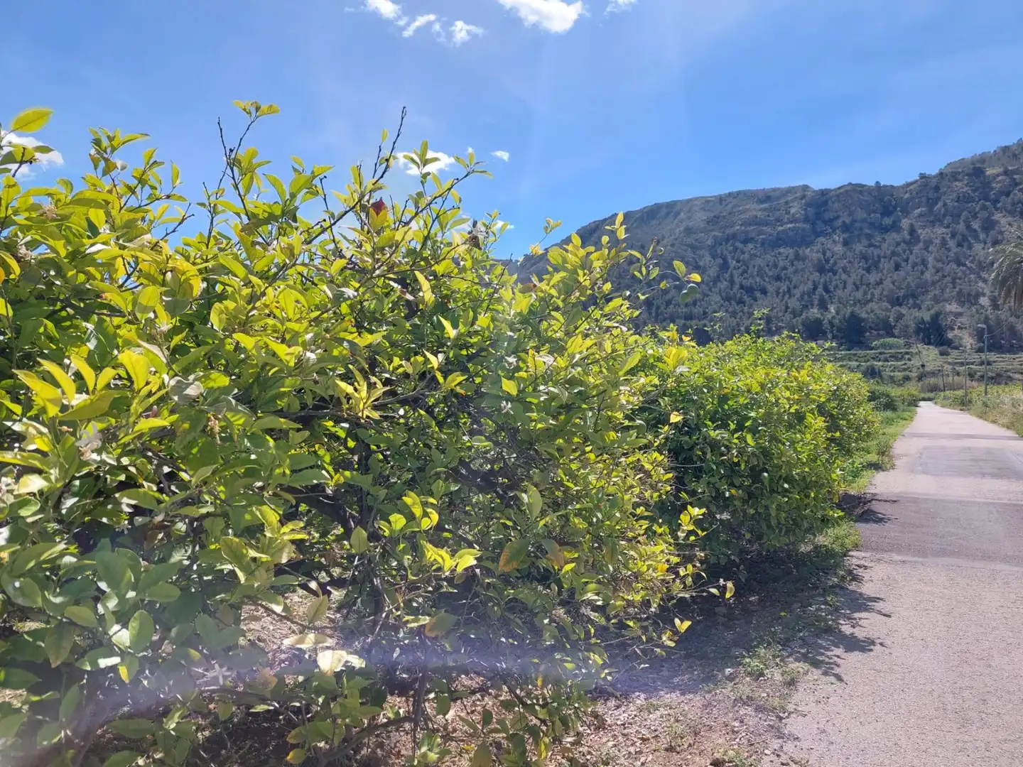 Terrenys i solars en venda a Pedanías Este, imagen 15