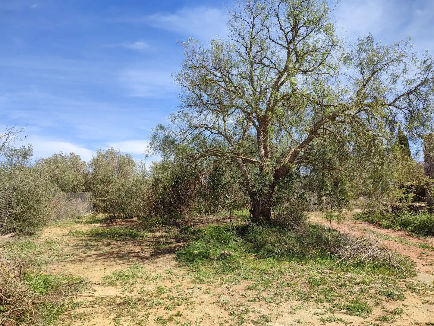 Maison rustique avec jardin à vendre à Felanitx Poble, imagen 27