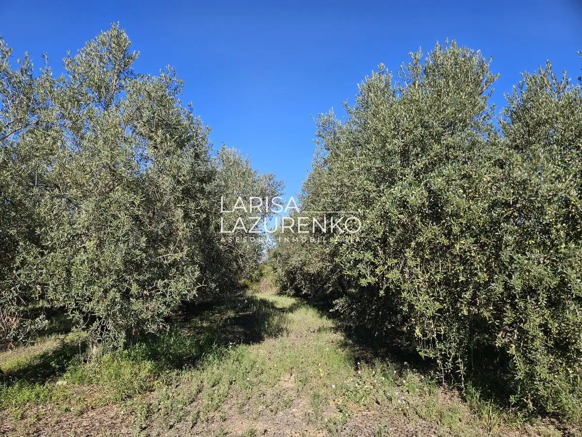 Finca rústica en venda en Vinyols i els Arcs
