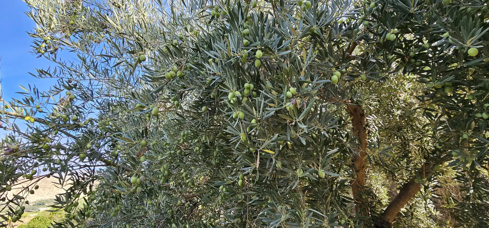 Jardín de Terreno en venta en Bentarique