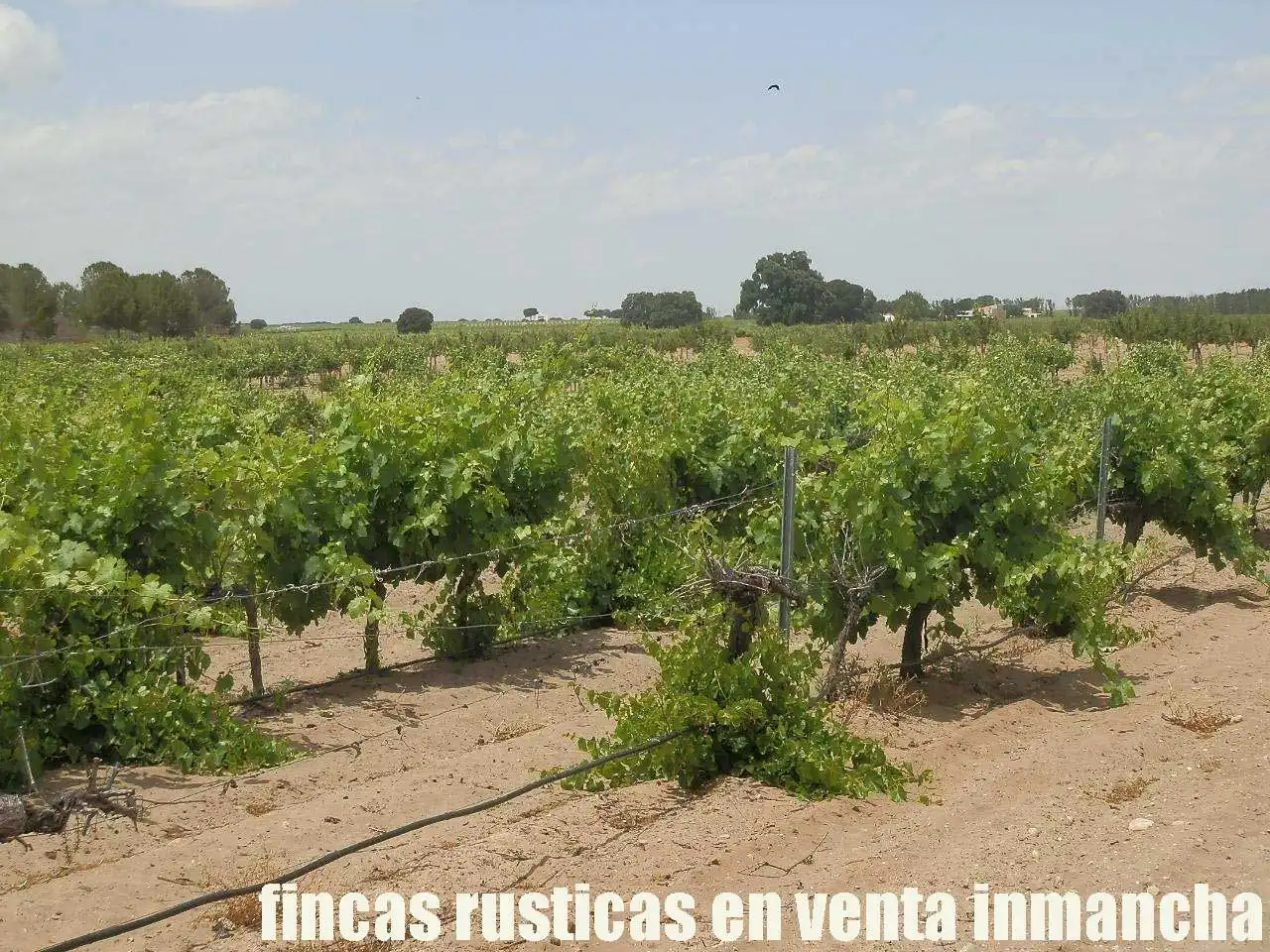 Terreni e lotti in vendita a Villarrobledo, imagen 19