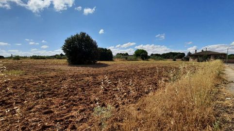 PARCELA DE 1.000M2 EN URBANIZACION DE ESCALONA, immagine 3