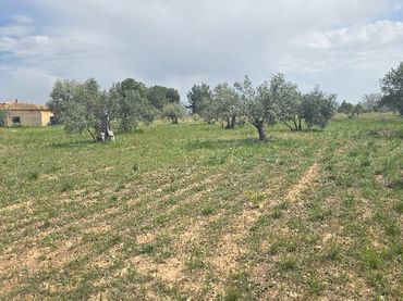 Terreno rustico in vendita a Cam dels Pous