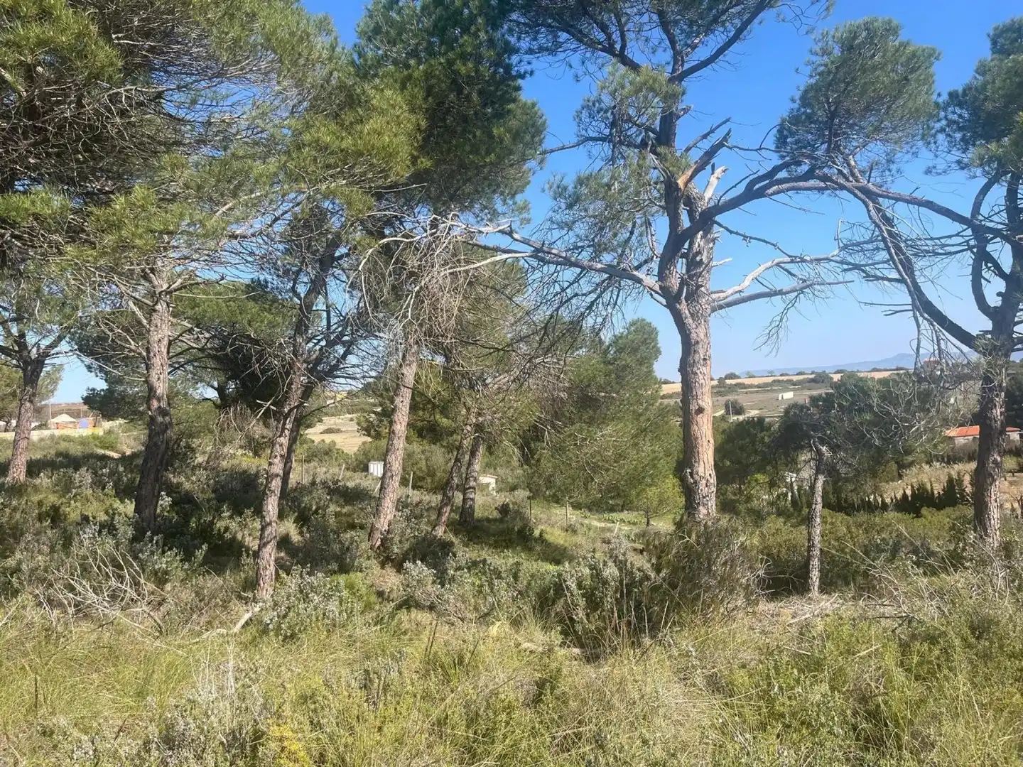 Terreni e lotti in vendita a Almansa