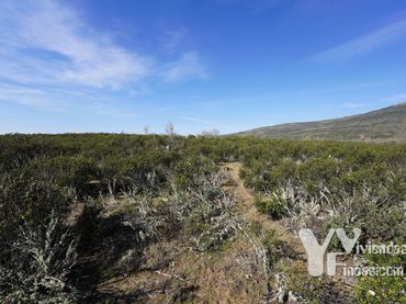 Terreno rústico en venta en Campillo de Ranas