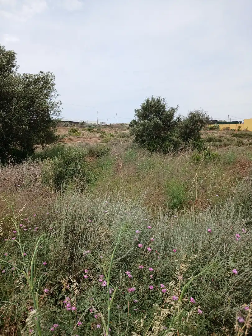 Terreno industrial en venta en El Ejido
