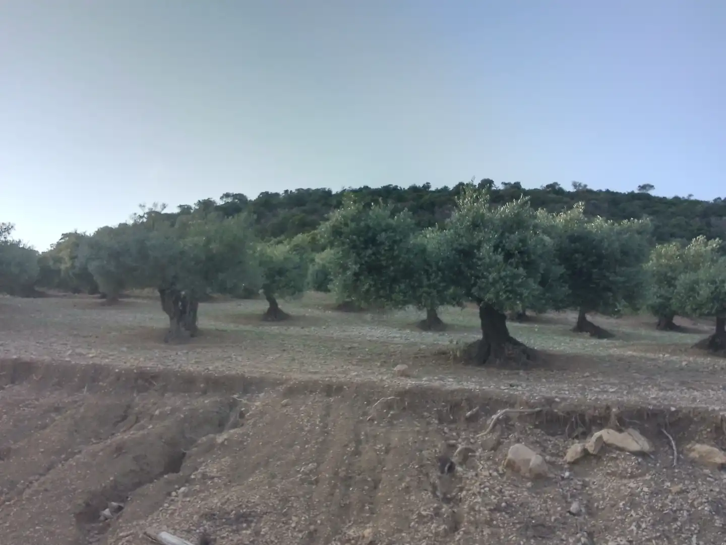 Terreno rústico en venta en Villamartín, imagen 4
