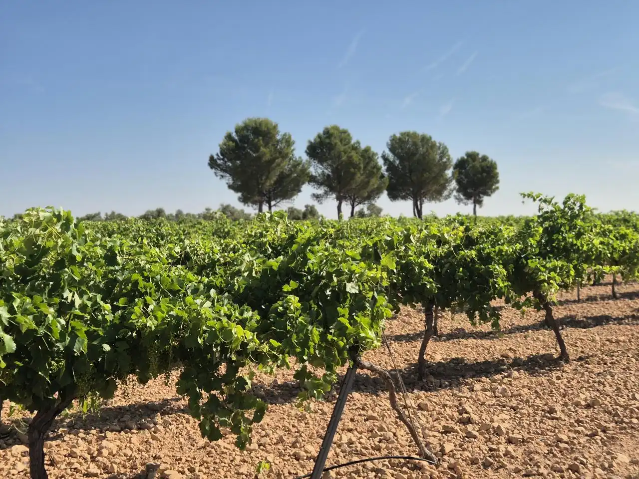 Terreno rustico in vendita a Las Colinas, imagen 23