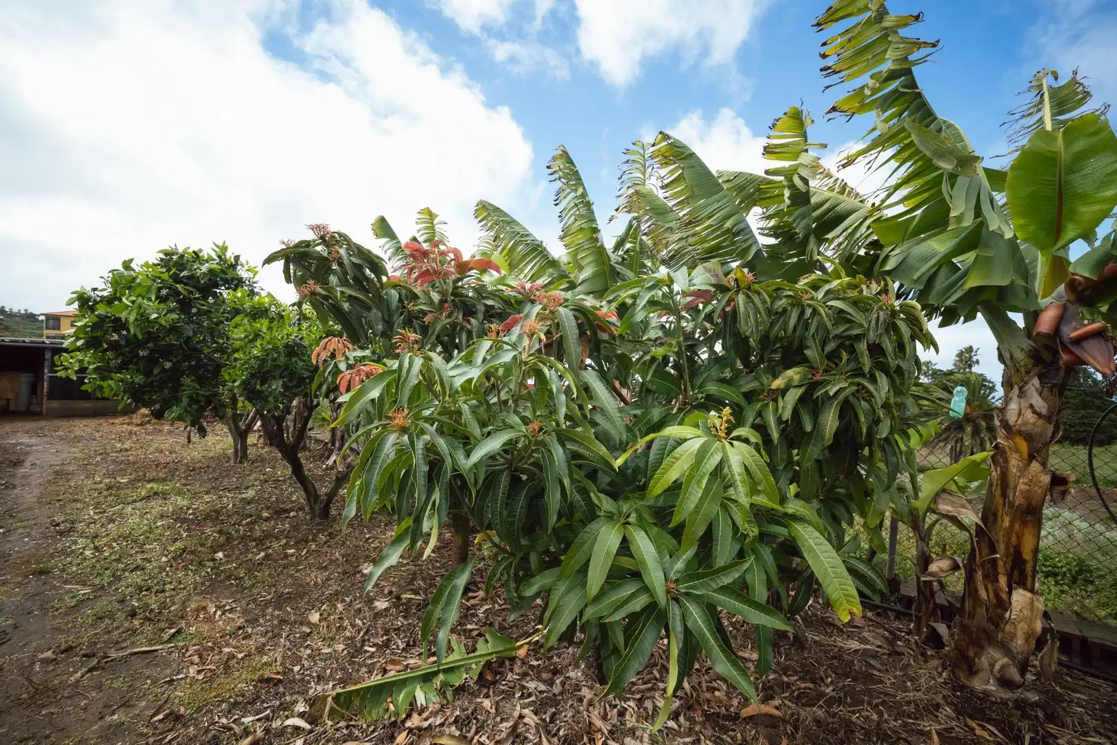 Jardín de Finca rústica en venta en El Sauzal