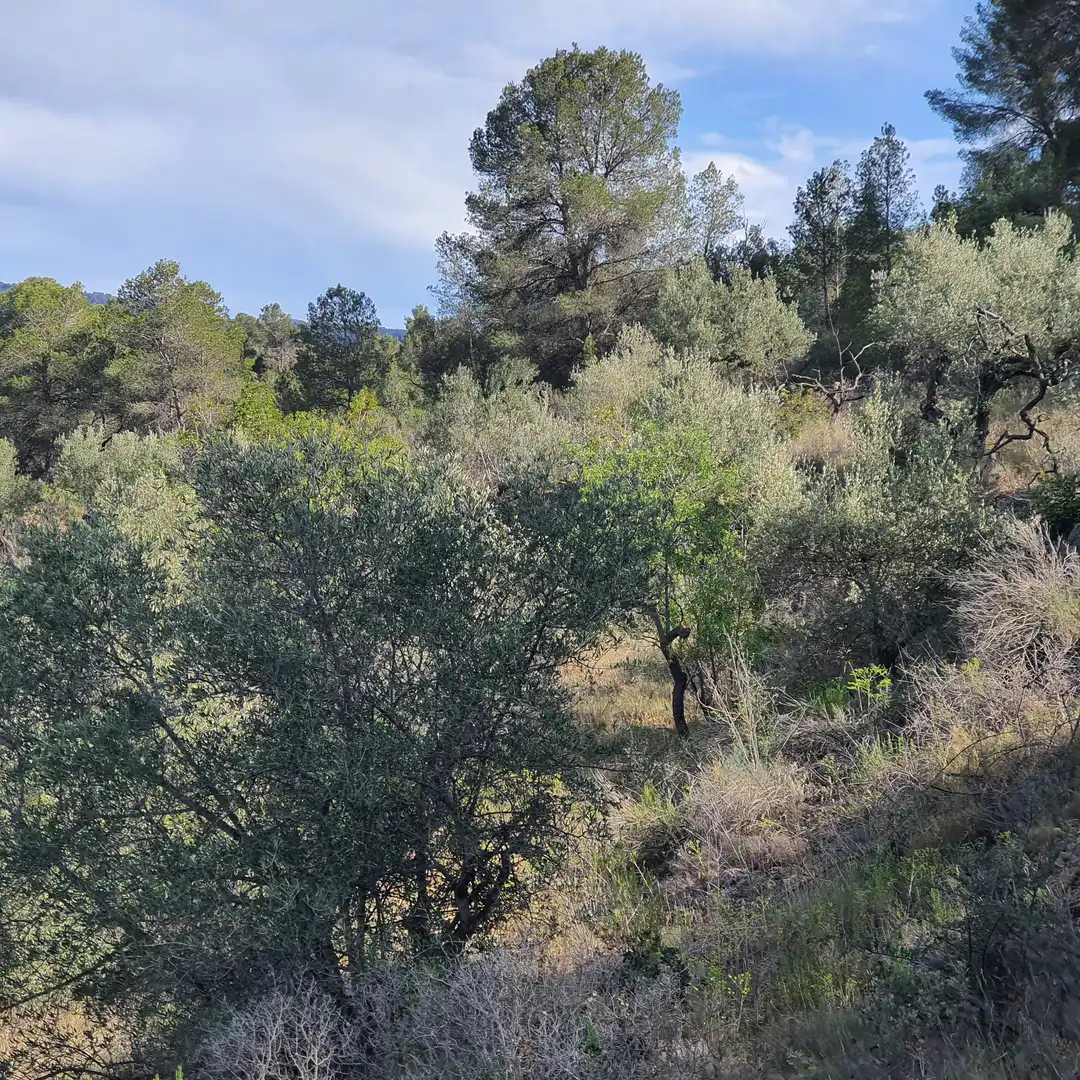 Terrain rustique à vendre à Benifallet, imagen 5