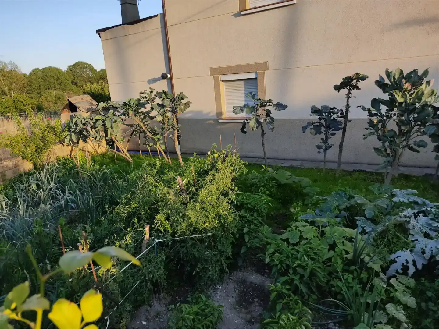 Jardín de Casa o chalet en venta en Muelas de los Caballeros con Trastero, Horno y Lavadora