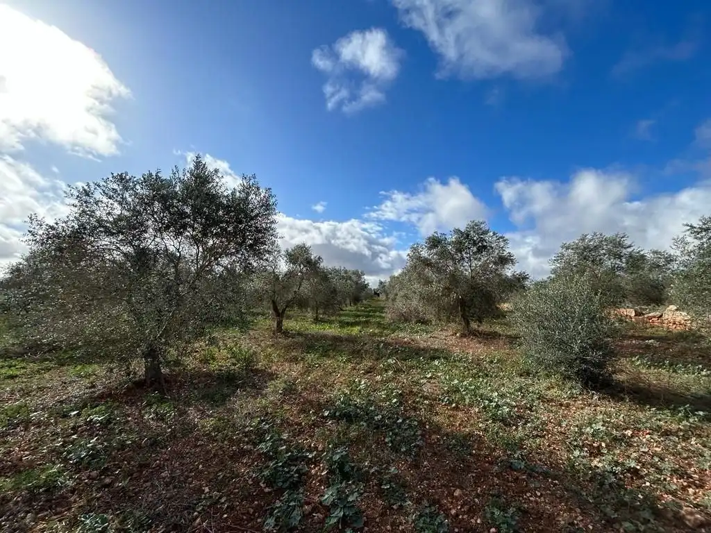 Rural land for sale in Sa Pobla, imagen 19