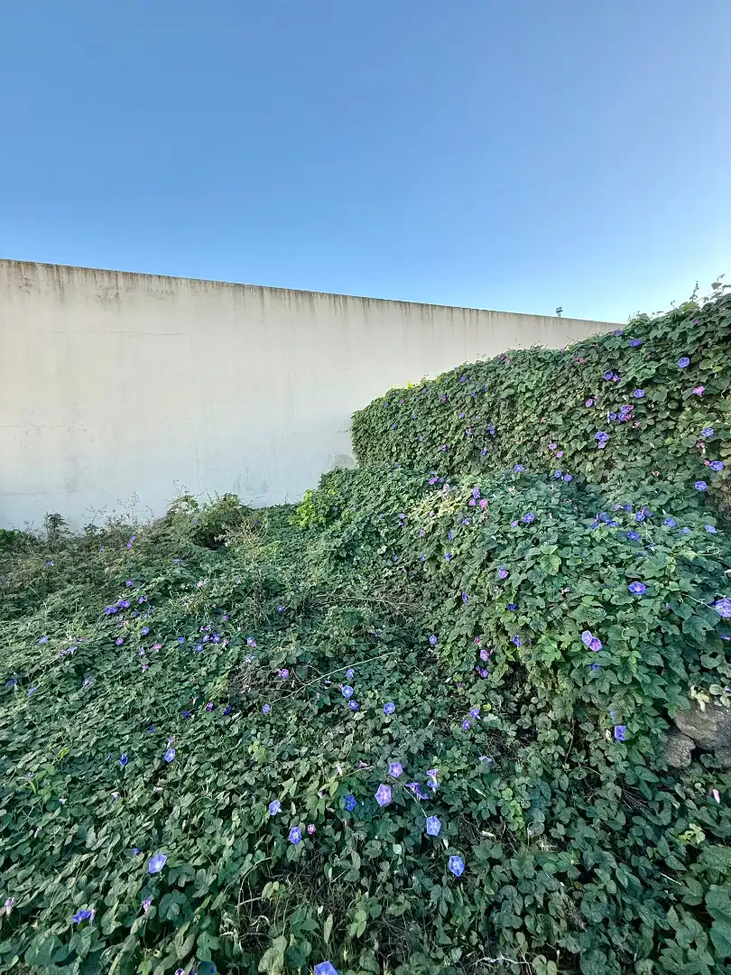 Einfamilien-Reihenhaus zum Verkauf in Tarifa mit Terrasse