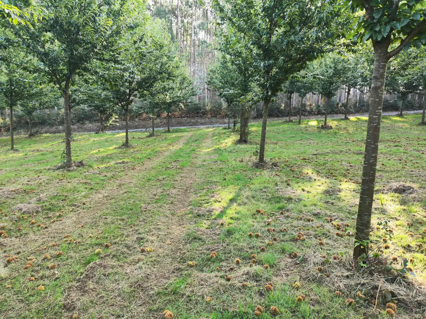Land for sale in Dumbría