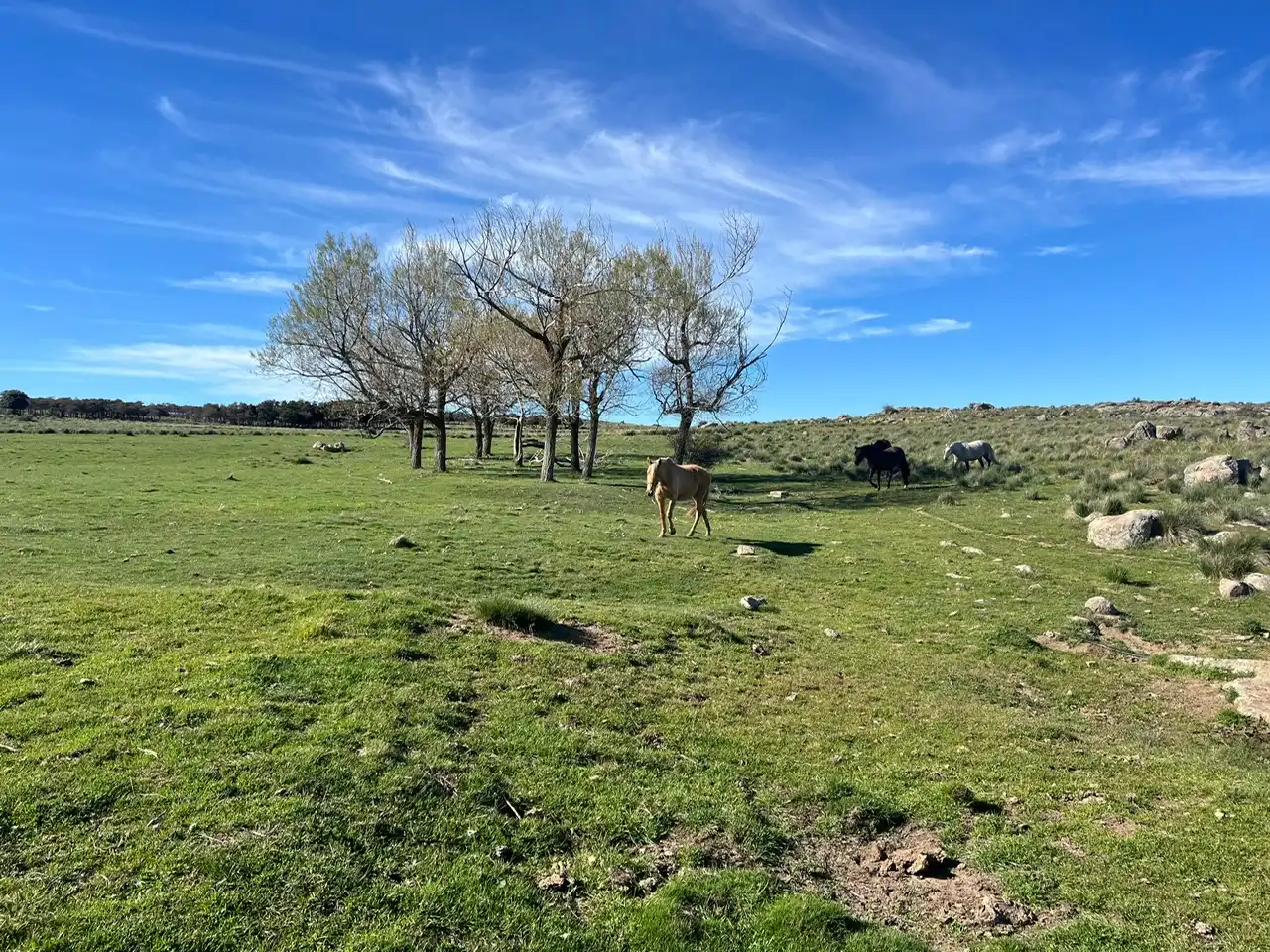 Terreni e lotti in vendita a Tornadizos de Ávila, imagen 3