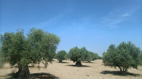olivar cerca de mora 