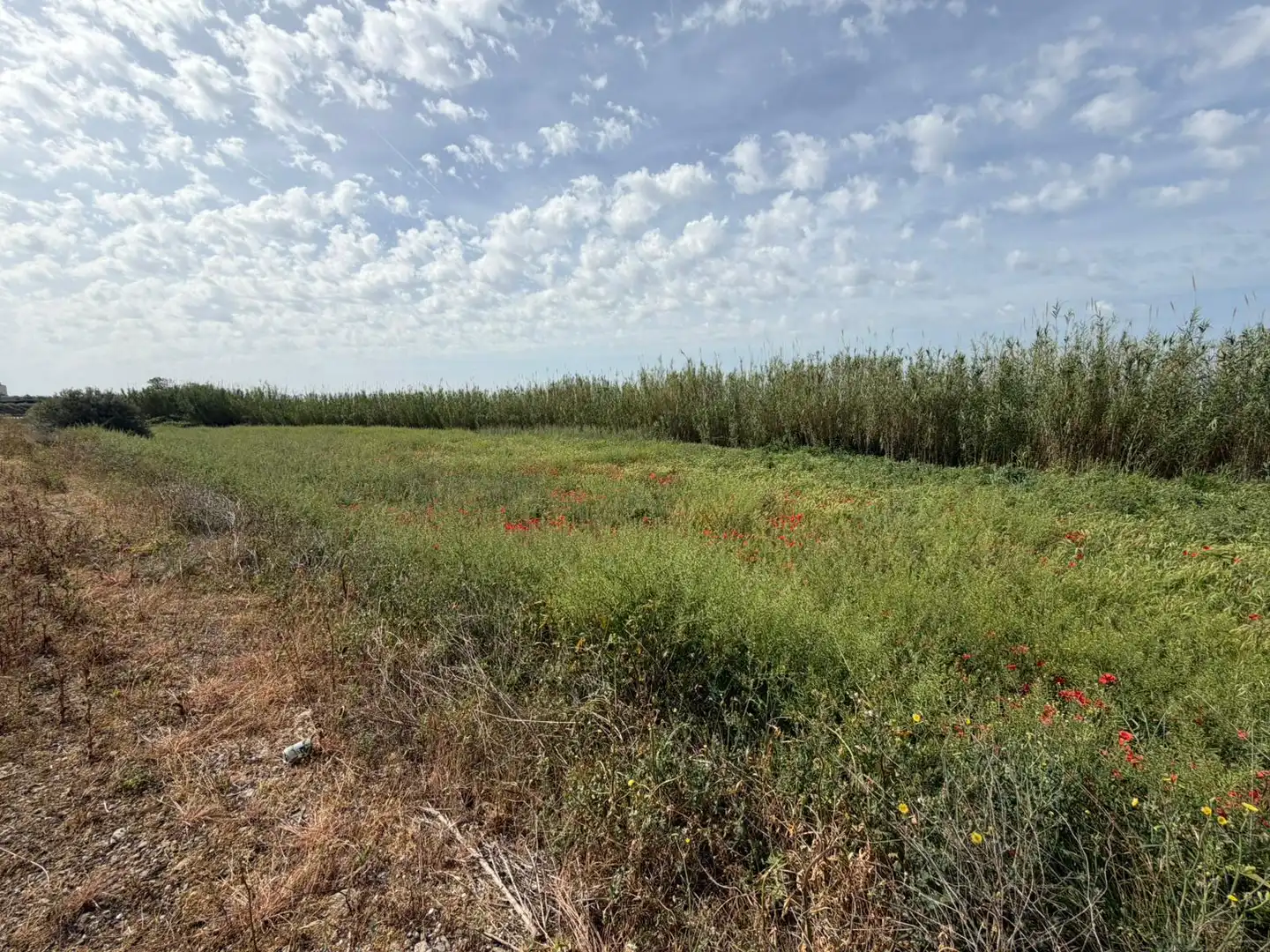 Rural land for sale in Albalate de Cinca, imagen 6