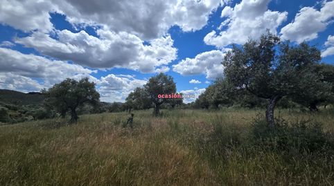 OLIVAR EN VENTA EN POZOBLANCO, imatge 2