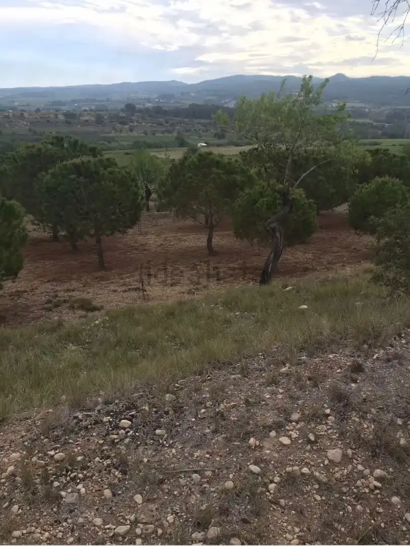 Finca rústica en venda a Carretera de Castellet, 114, L'Arboç