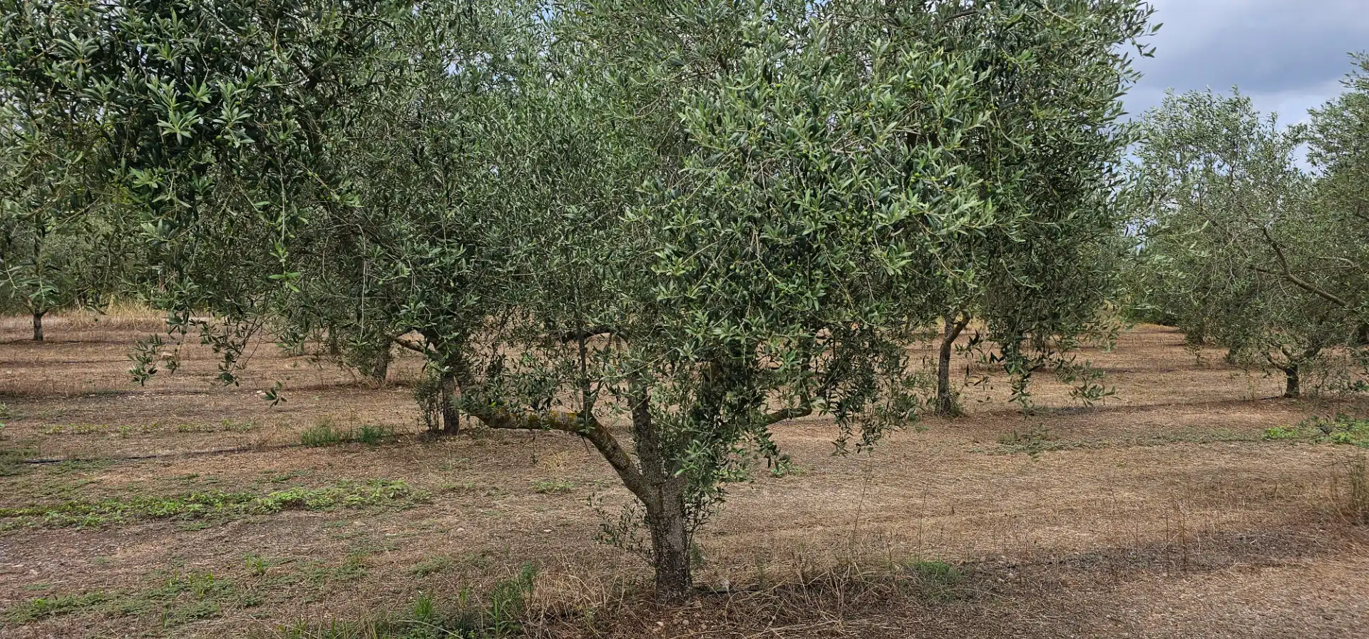 Land for sale in Móra d'Ebre