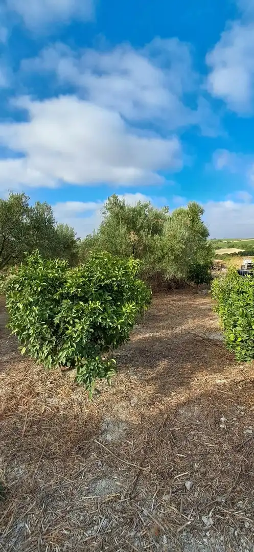 Casa rústica en venda a Arcos de la Frontera, imagen 16
