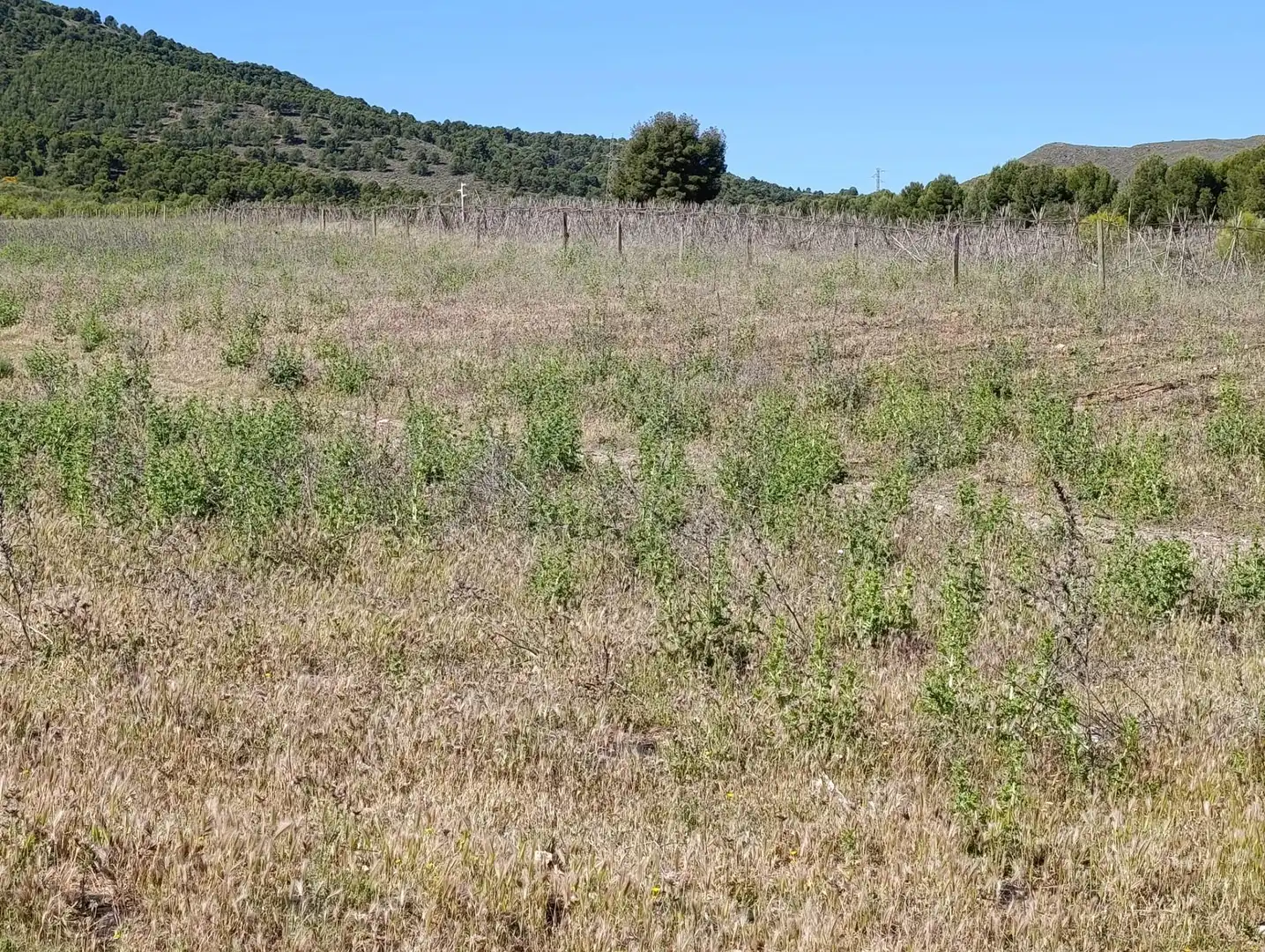 Rural land for sale in Laujar de Andarax, imagen 29