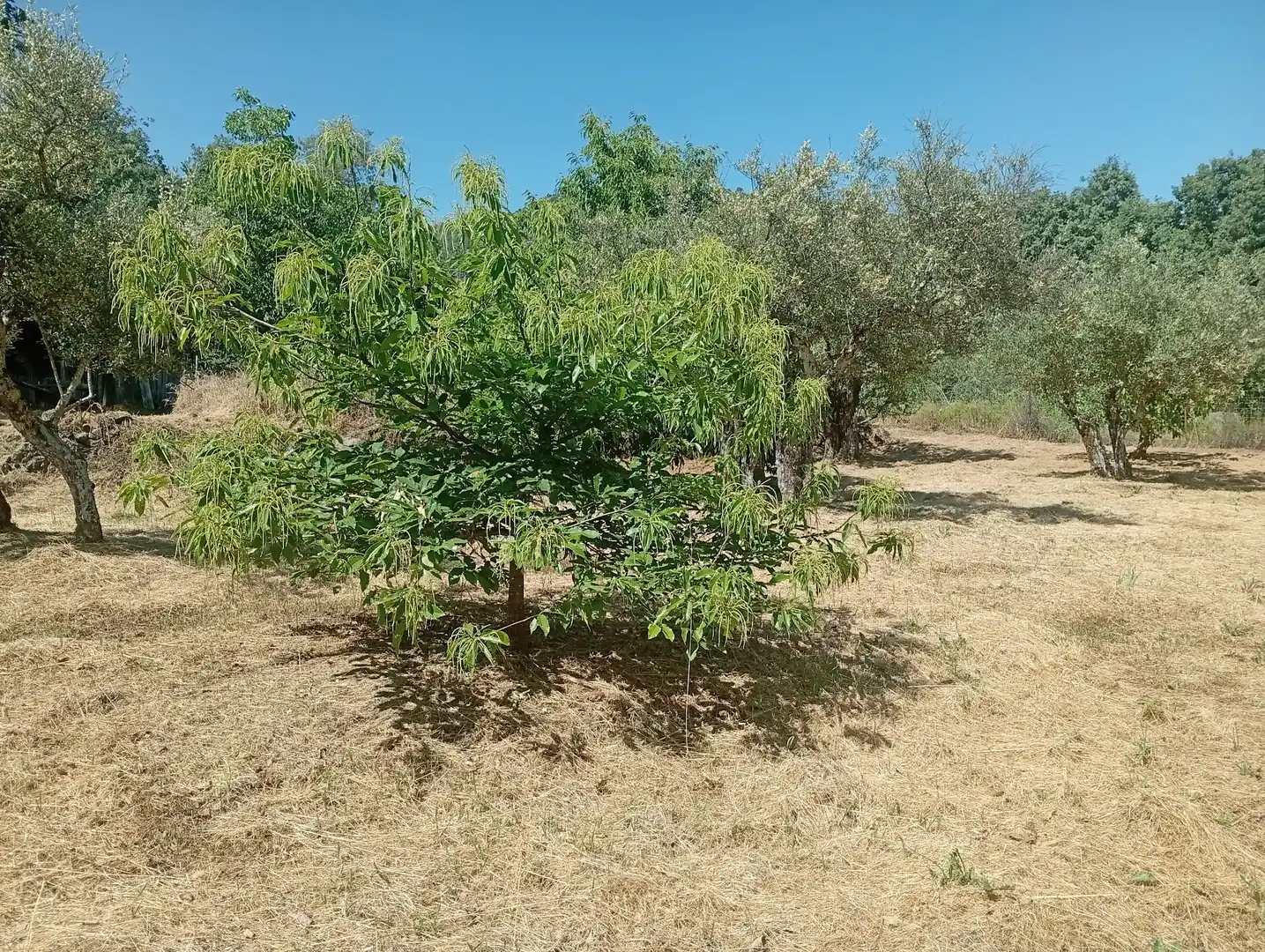 Terreni e lotti in vendita a Villanueva de la Vera, imagen 45