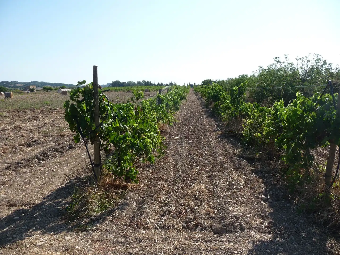 Terreni e lotti in vendita a Algaida, imagen 18