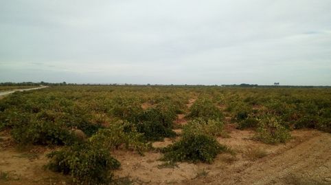 Se venden 2 hectareas de viña de regadio en Socuellamos