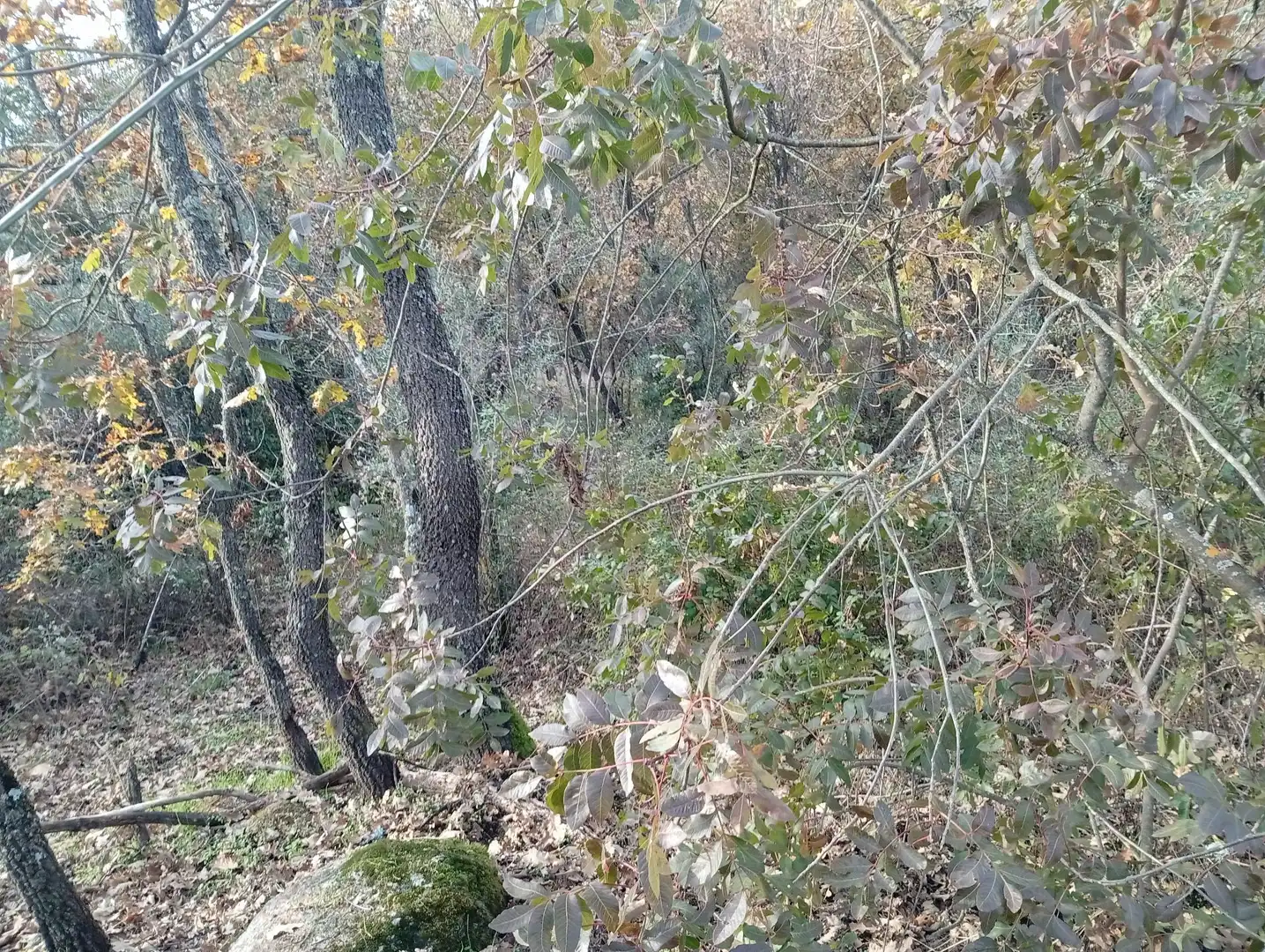 Terreni e lotti in vendita a Viandar de la Vera, imagen 18