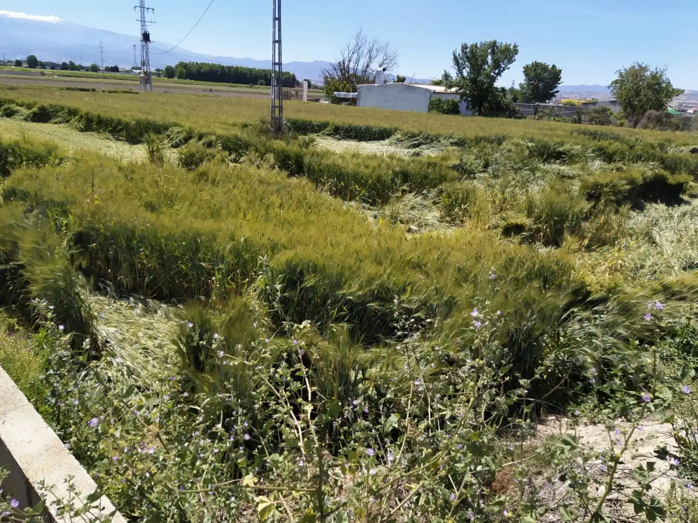 Residencial en venta en Granada