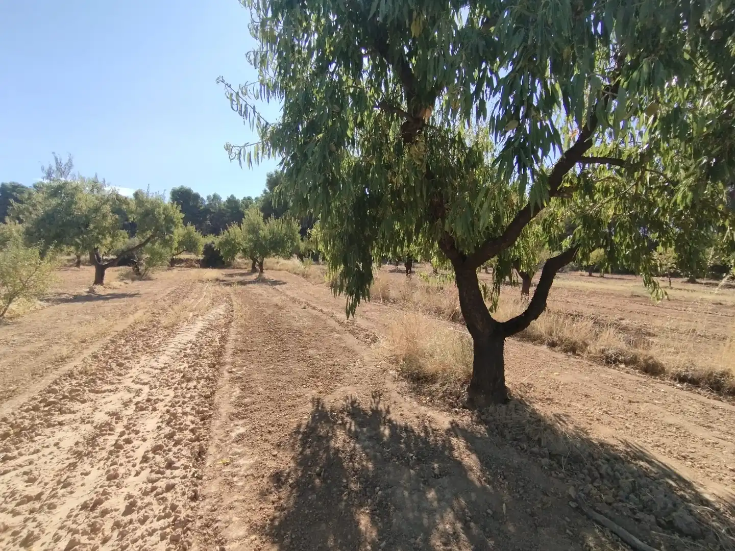 Terreni e lotti in vendita a Valderrobres, imagen 10